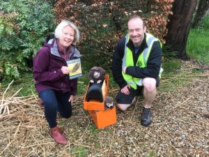 Partnering with Greening Ringwood to Support Hedgehog Conservation