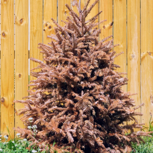 Christmas Tree Collection 1 - Sunday 4th January
