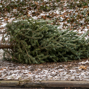 Christmas Tree Collection 2 - Sunday 11th January